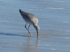 Western Willet